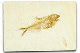 Detailed Fossil Fish (Diplomystus) - Wyoming #367568-1